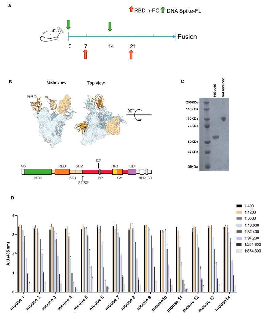 Isolation and Characterization of Neutralizing Monoclonal Antibodies Against RBD of the SARS-CoV-2 Spike Protein