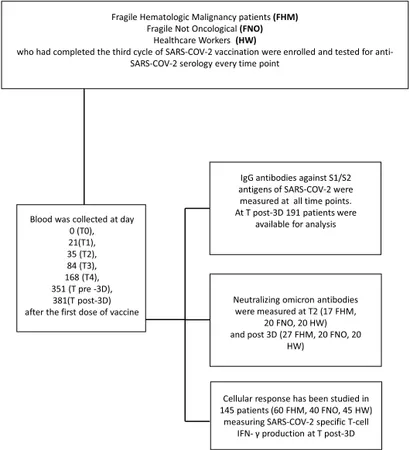 Dynamics of humoral and cellular response to three doses of the anti-SARS-CoV-2 BNT162b2 vaccine in patients with hematological malignancies and older subjects