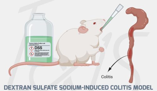 01-Dextran-Sulfate-Sodium-Induced-Colitis-Model-06f44a11