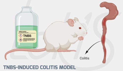 02-TNBS-Induced-Colitis-Model-97a03943