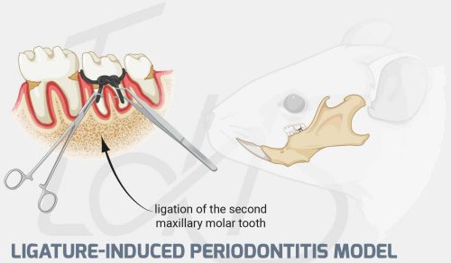 03-Ligature-Induced-Periodontitis-Model-dd93979b