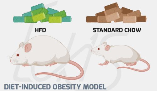 04-Diet-Induced-Obesity-Model-a037e7ce