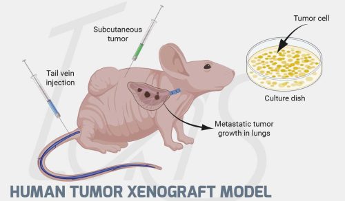 05-Human-Tumor-Xenograft-Model-0526cc51